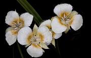 Calochortus subalpinus, Cascade Mariposa Lily 20-9562